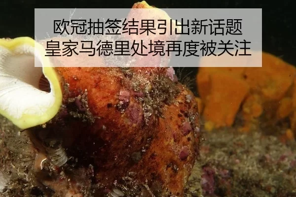 欧冠抽签结果引出新话题 皇家马德里处境再度被关注